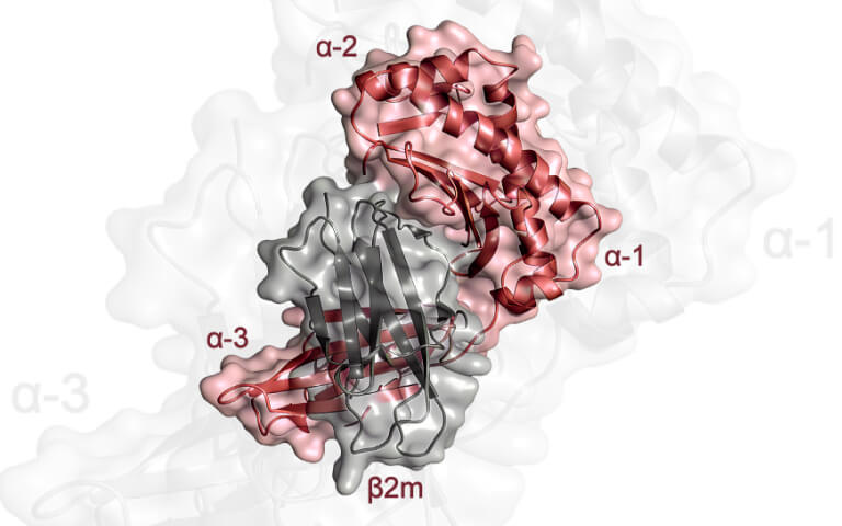 The Strategic Balance of FcRn: Redefining Antibody Half-Life and Reshaping the Immunotherapy Landscape